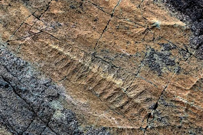Bombshell in Paleontology: Canada’s “River of Death” Reveals How Dinosaurs Faced Catastrophe 3 17557740593922