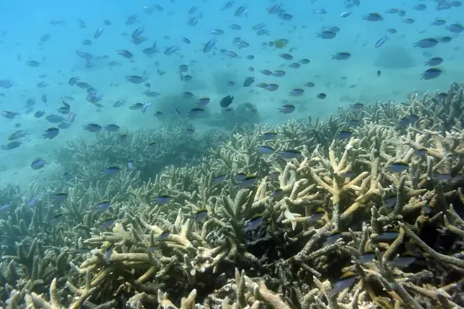 Scientists Discover New Methane-Dependent Species in the Hadal Zone 3 17557775795990