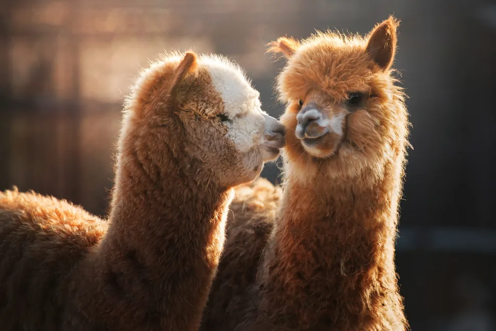 What’s the Difference Between a Llama and an Alpaca? 5 Alpacas are much smaller than llamas, and they have short noses and faces with soft, silky hair