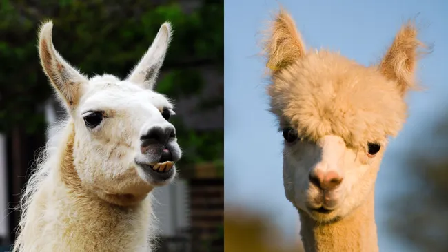 What’s the Difference Between a Llama and an Alpaca? 3 Alpacas are much smaller than llamas, and they have short noses and faces with soft, silky hair