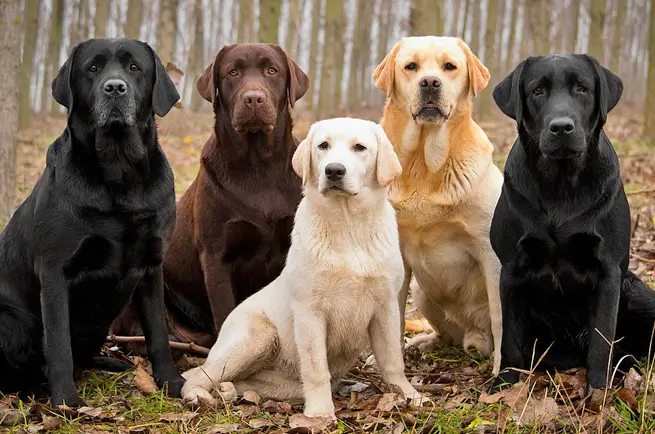 10 Best Dog Breeds for Kids and Families 3 Labrador Retriever