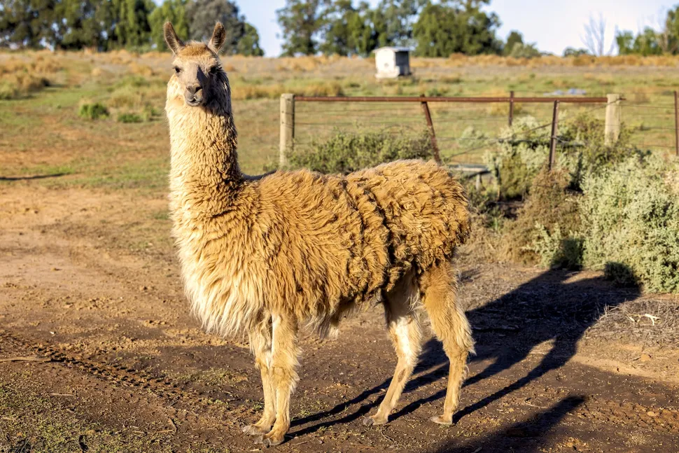 What’s the Difference Between a Llama and an Alpaca? 4 Llamas are about twice as heavy as alpacas, with long noses and faces and coarse, wiry hair.